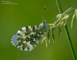 Orange Tip 6_06_06_3